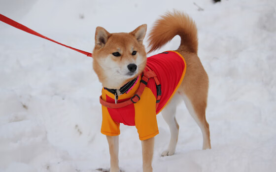 九游娱乐官方网站-战术纪律与团队协作的胜利，马刺稳扎稳打击败黄蜂，季后赛再显王者底蕴