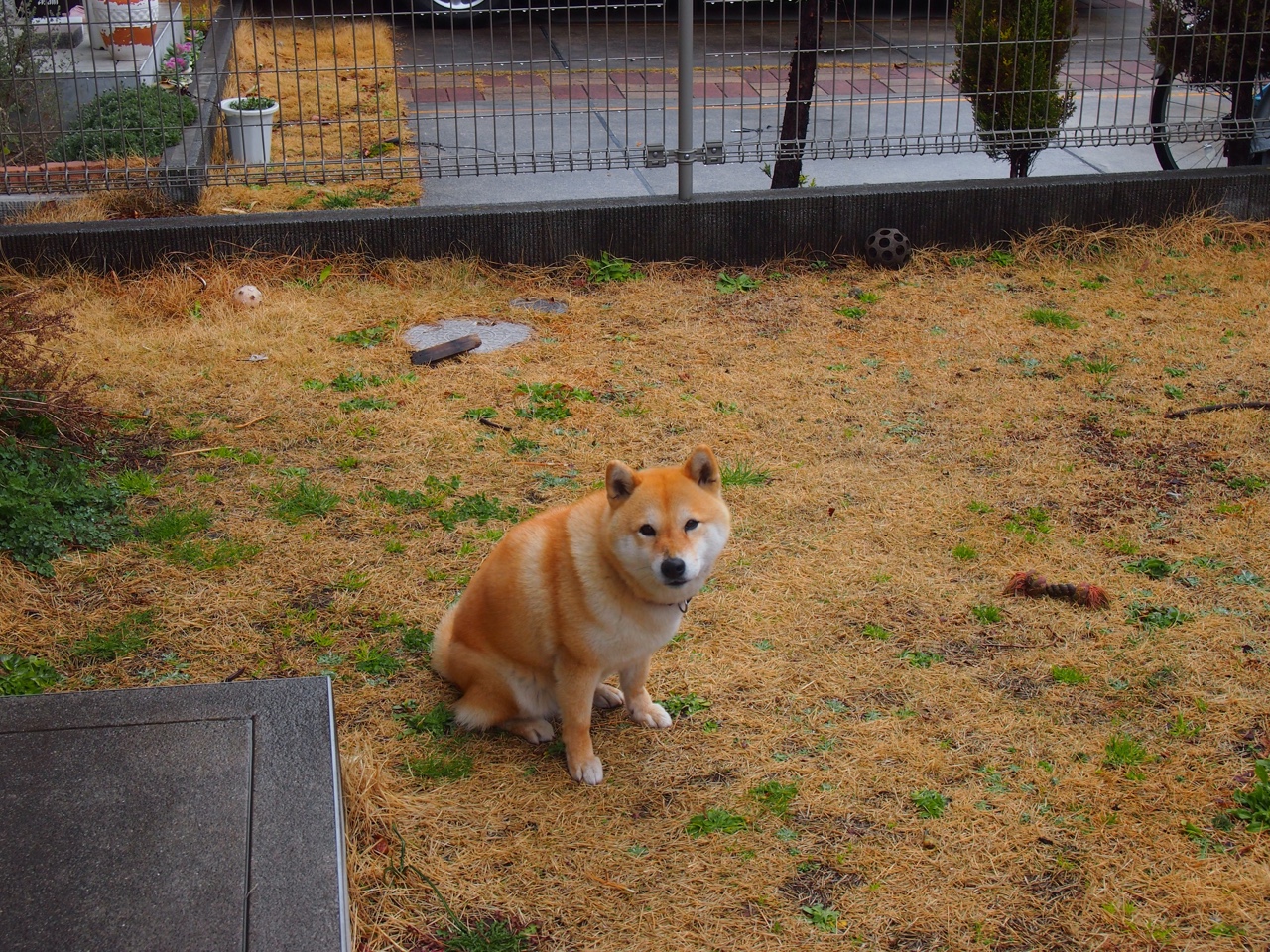 本泽马关键先生显威，瑞典轻取阿尔及利亚展团队力量