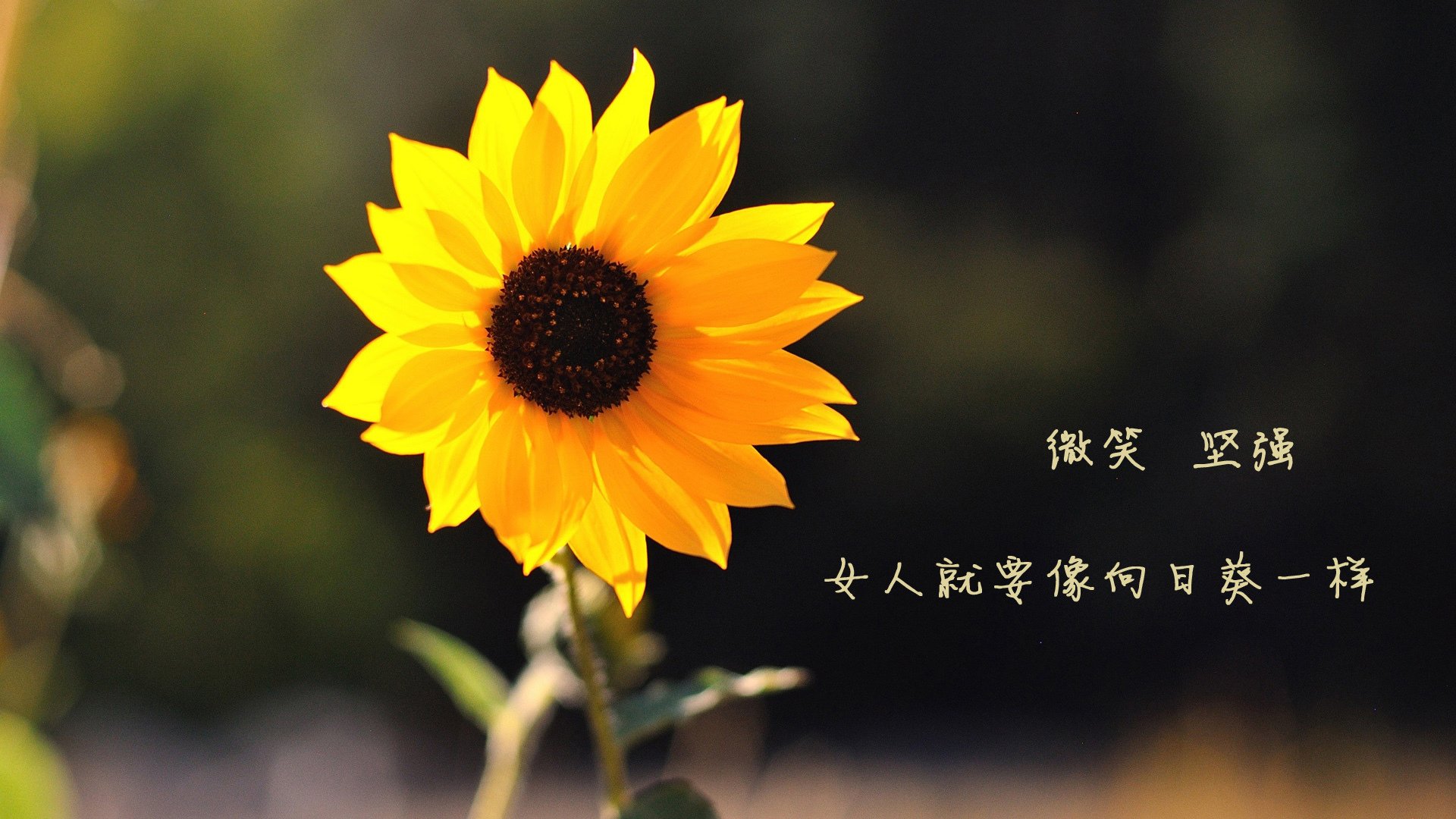 锋线铁闸锁死巴特勒，开拓者火力全开击退热火