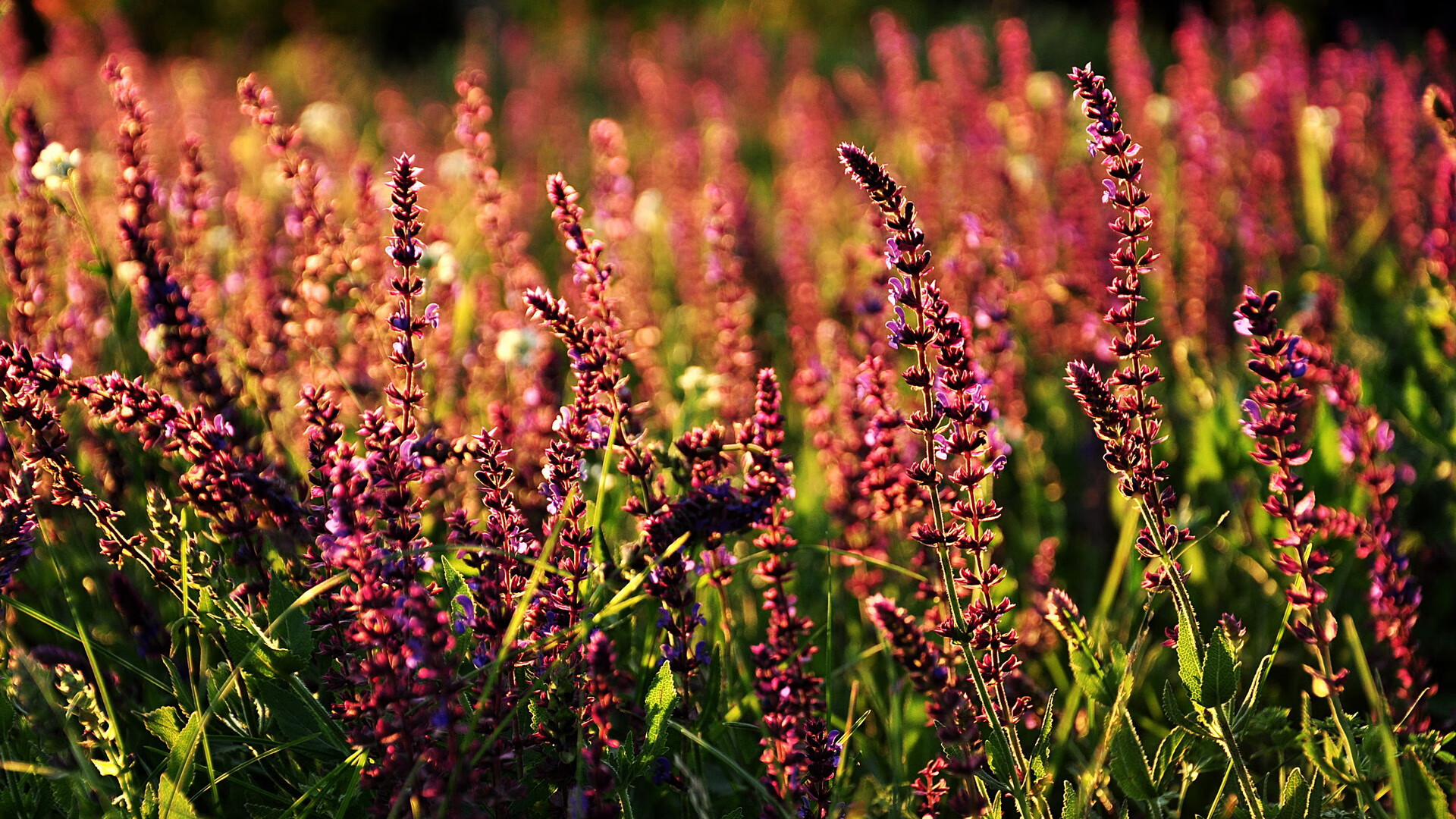 九游体育直播-终场哨响前，若日尼奥与他的沉默革命