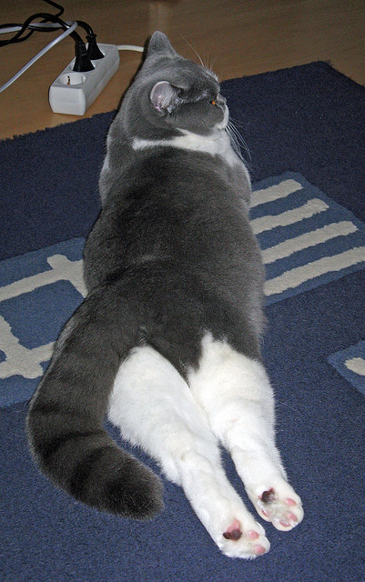 意甲焦点战之夜,拉什福德压力下爆发,助米兰逆转胜